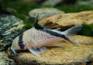 Hoplisoma sp. (Cw088)