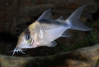 Hoplisoma sp. (Cw091)
