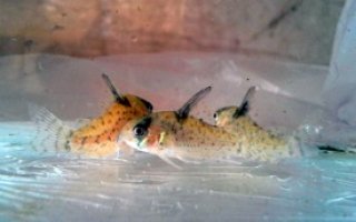 Hoplisoma sp. (Cw094)
