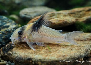 Hoplisoma sp. (Cw098)