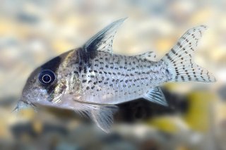 Hoplisoma sp. (Cw098)