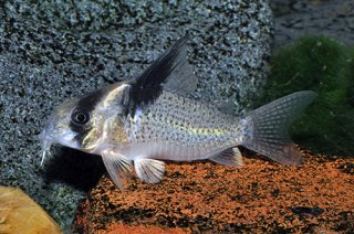 Hoplisoma sp. (Cw098)