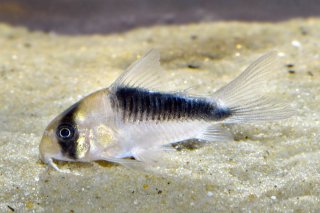 Hoplisoma sp. (Cw107)
