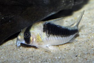 Hoplisoma sp. (Cw107)