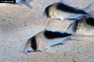Hoplisoma sp. (Cw107)