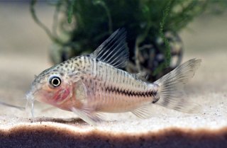 Hoplisoma sp. (Cw109)