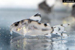 Hoplisoma sp. (Cw111)