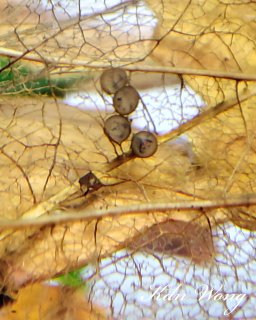 Hoplisoma sp. (Cw111)
