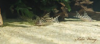 Hoplisoma sp. (Cw111)