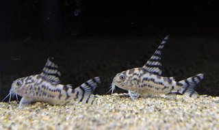 Hoplisoma sp. (Cw111)