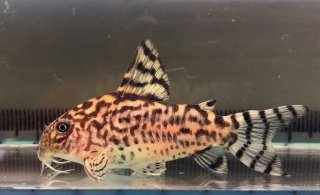 Hoplisoma sp. (Cw111)
