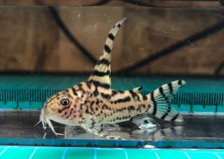 Hoplisoma sp. (Cw111)