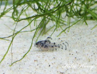 Hoplisoma sp. (Cw111)