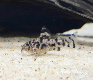 Hoplisoma sp. (Cw111)