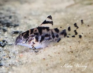 Hoplisoma sp. (Cw111)