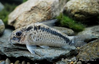 Hoplisoma sp. (Cw112)