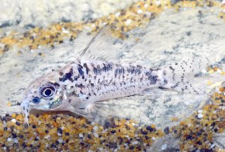 Hoplisoma sp. (Cw112)