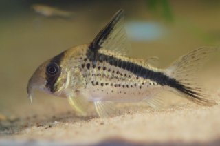 Hoplisoma sp. (Cw125)
