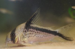 Hoplisoma sp. (Cw125)
