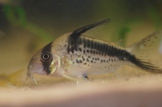 Hoplisoma sp. (Cw125)