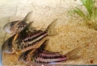 Hoplisoma sp. (Cw127)
