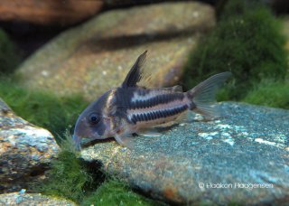 Hoplisoma sp. (Cw127)