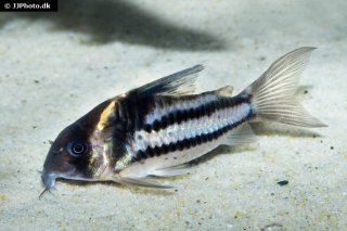 Hoplisoma sp. (Cw127)