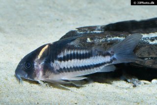 Hoplisoma sp. (Cw127)