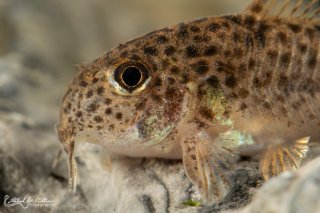 Hoplisoma sp. (Cw133)