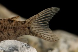 Hoplisoma sp. (Cw133)