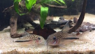 Hoplisoma sp. (Cw137)