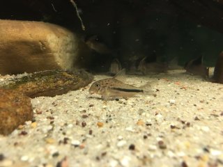 Hoplisoma sp. (Cw137)