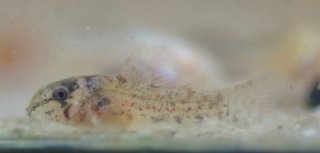 Hoplisoma sp. (Cw140)