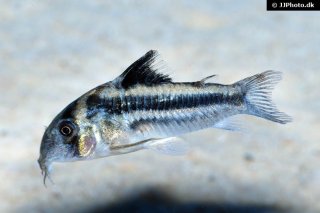 Hoplisoma sp. (Cw169)