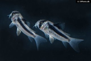 Hoplisoma sp. (Cw169)