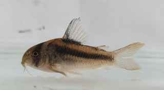 Hoplisoma sp. (Cw169)