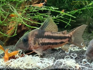 Hoplisoma tenebrosum