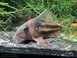Hoplisoma tenebrosum