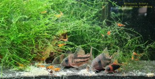 Hoplisoma tenebrosum