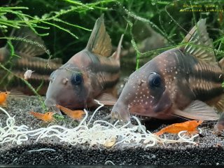 Hoplisoma tenebrosum