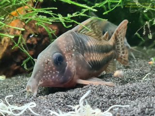 Hoplisoma tenebrosum