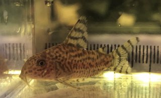 Hoplisoma thanatos