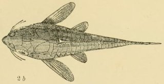 Hoplisoma trilineatum