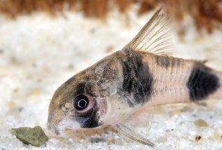 Hoplisoma tukano