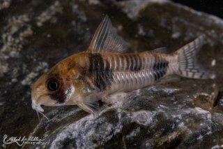 Hoplisoma tukano