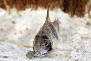 Hoplisoma tukano