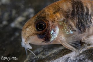 Hoplisoma tukano