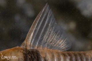Hoplisoma tukano