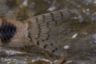 Hoplisoma tukano
