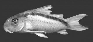 Hoplisoma urucu